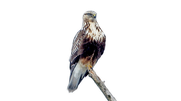 Rough-legged Hawk (Buteo lagopus)