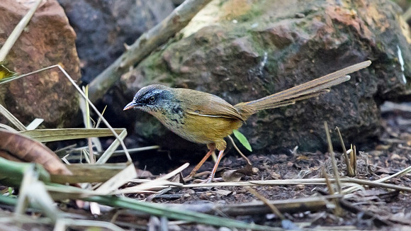 Hill prinia (Prinia superciliaris)