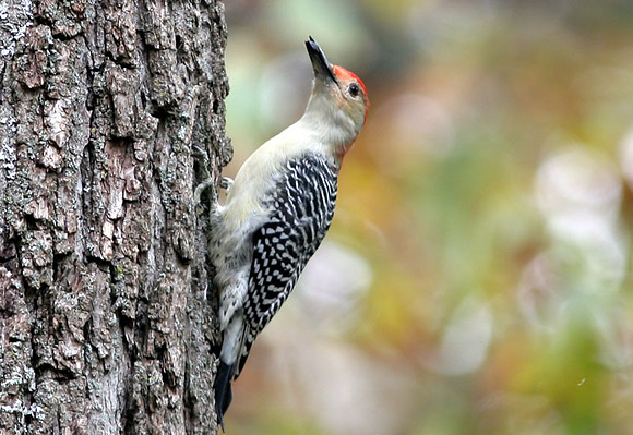 Red-Bellied-Woodpecker