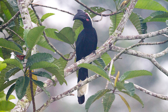 Asian Black Hornbill (Anthracoceros malayanus) female