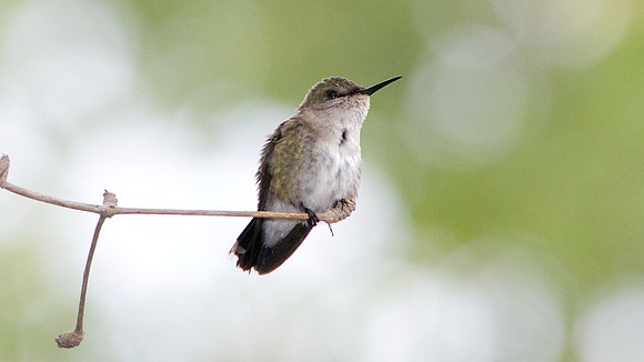 Vervain Hummingbird (Mellisuga minima)