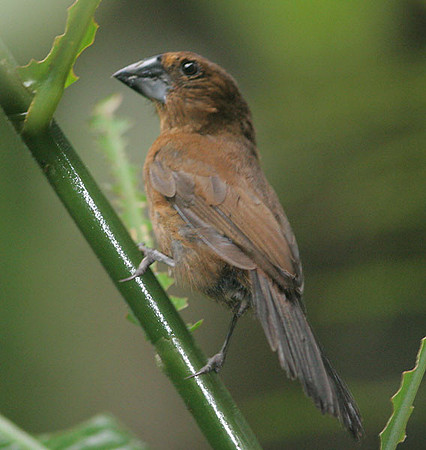 Blue-black Grosbeak (Cyanocompsa cyanoides) female