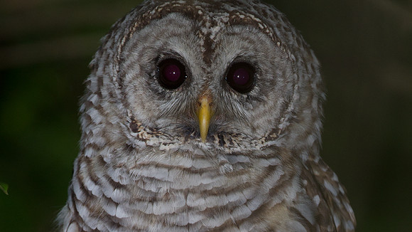 Barred Owl (Strix varia)