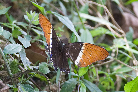butterfly