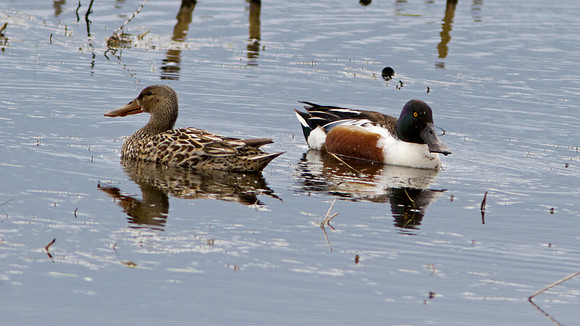 Northern Shoveler (Anas clypeata) male and female