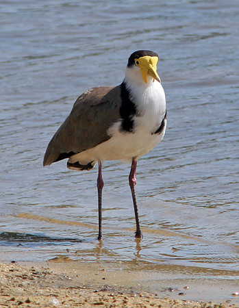 Masked Lapwing (Vanellus miles)