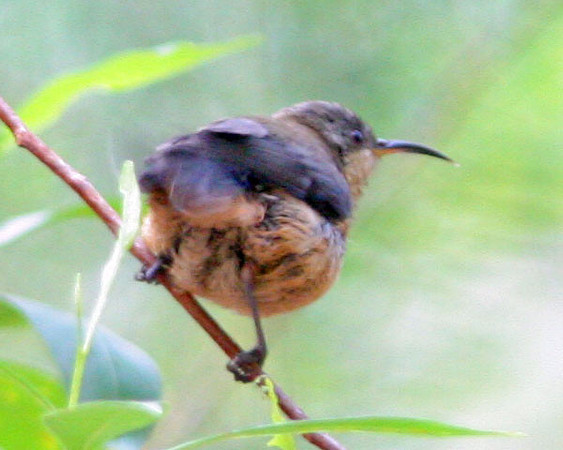 Eastern Spinebill (Acanthorhynchus tenuirostris)