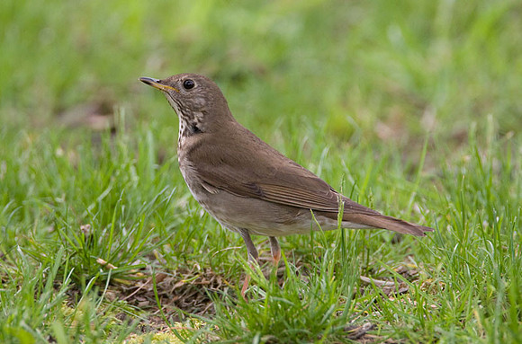 Grey-cheeked Thrush (Catharus minimus)