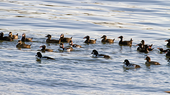 Surf Scoter (Melanitta perspicillata), Barrow's Goldeneye (Bucephala islandica)