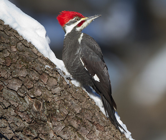Pileated Woodpecker (Dryocopus pileatus)