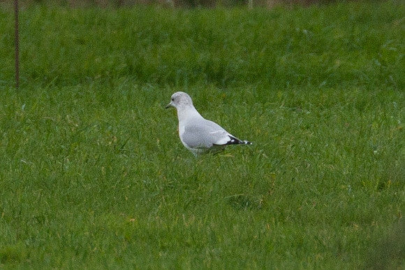 Common Gull (Larus canus)