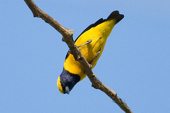 Yellow-crowned Euphonia (Euphonia luteicapilla)