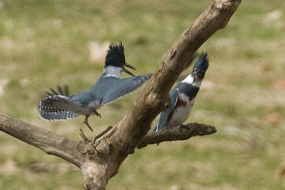 Belted Kingfisher (Megaceryle alcyon)