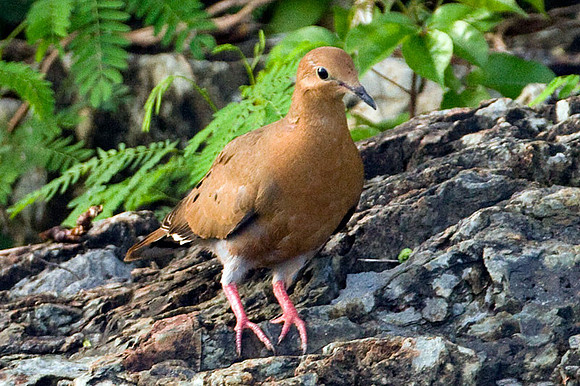 Zenaida Dove (Zenaida aurita)