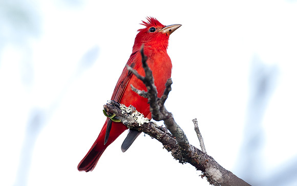 Hepatic Tanager (Piranga flava) male