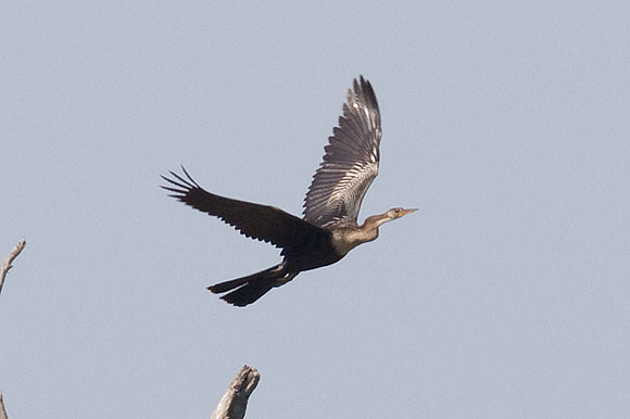 Anhinga (Anhinga anhinga)