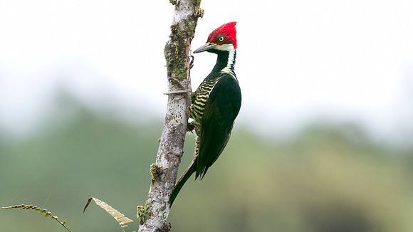 Guayaquil Woodpecker (Campephilus gayaquilensis) female