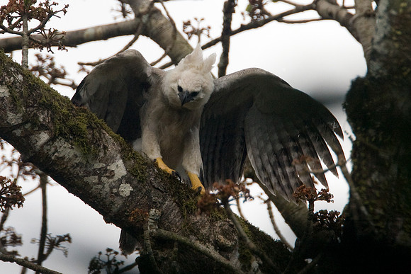 Harpy Eagle (Harpia harpyja) juvenile