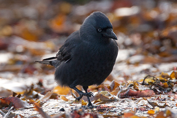 Western Jackdaw (Coloeus monedula) also known as Jackdaw, Eurasian Jackdaw, European Jackdaw