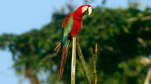 Red-and-green Macaw (Ara chloropterus)