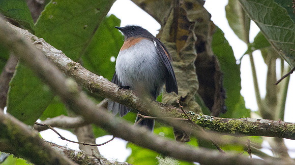 Rufous-breasted Chat-Tyrant (Ochthoeca rufipectoralis)