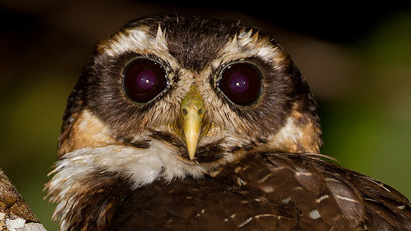 Band-bellied Owl (Pulsatrix melanota)