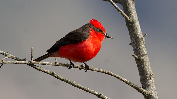 Vermilion Flycatcher (Pyrocephalus rubinus)