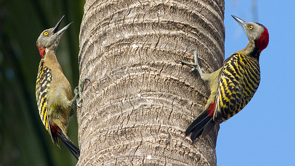 Hispaniolan Woodpecker (Melanerpes striatus)