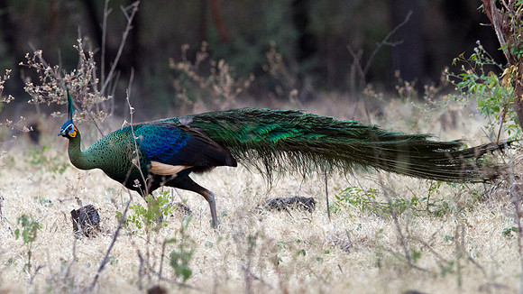 Green peafowl (Pavo muticus)