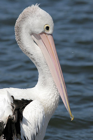 Australian Pelican (Pelecanus conspicillatus)