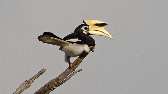 Oriental pied hornbill (Anthracoceros albirostris)