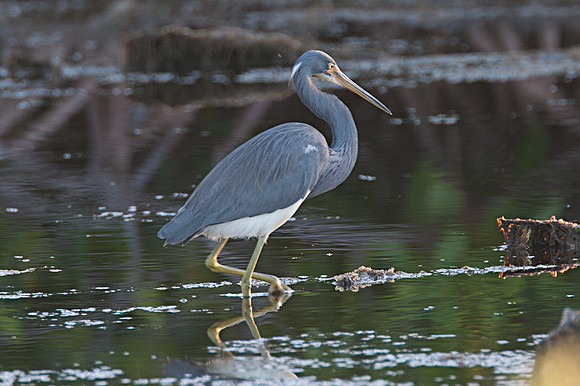Tricolored Heron (Egretta tricolor)
