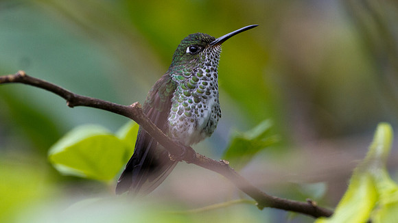 Many-spotted Hummingbird (Taphrospilus hypostictus)