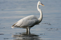 Great Egret (Ardea alba) also known as Great White Egret and Common Egret