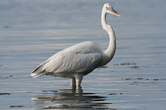 Great Egret (Ardea alba) also known as Great White Egret and Common Egret