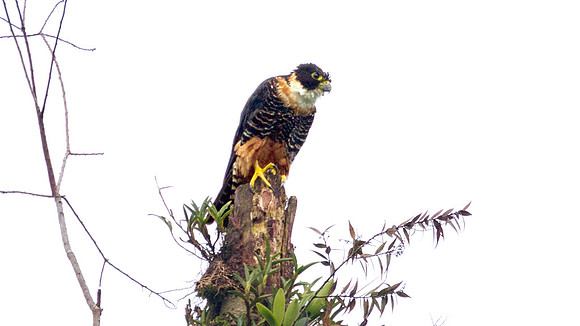 Orange-breasted Falcon (Falco deiroleucus)