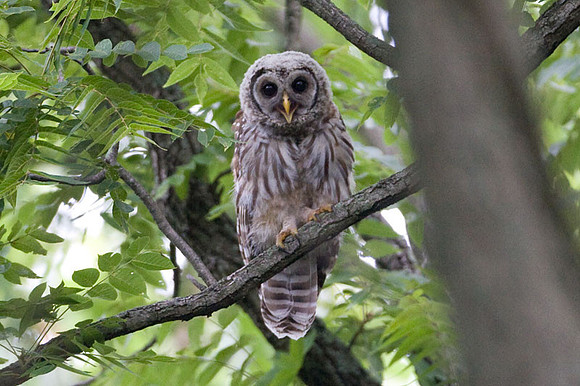 Barred Owl (Strix varia) juvenile