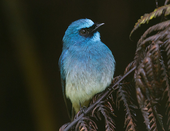 Indigo flycatcher (Eumyias indigo)