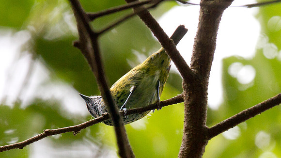 Gilded Barbet (Capito auratus) female