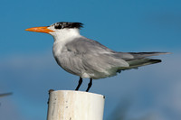 Royal Tern (Thalasseus maximus)