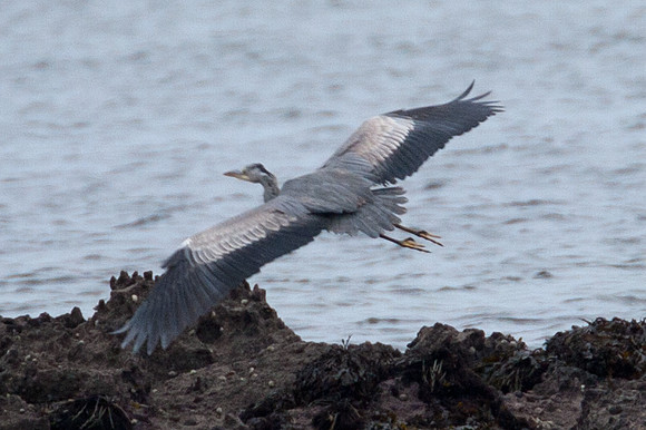 Grey Heron (Ardea cinerea)