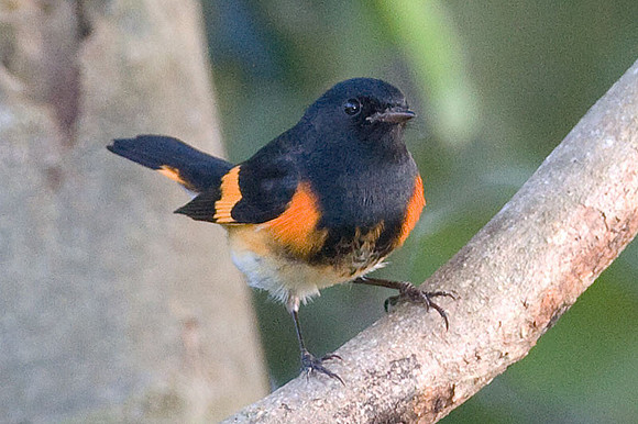 American Redstart (Setophaga ruticilla) male