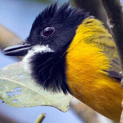 Rusty-breasted (fulvous-tinted) whistler (Pachycephala fulvotincta)