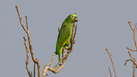 Yellow-crowned Parrot (Amazona ochrocephala)