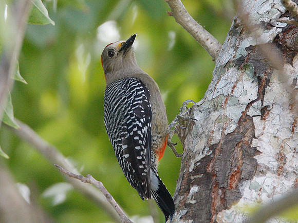 Yucatan Woodpecker (Melanerpes pygmaeus) male