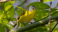 Nashville Warbler (Vermivora ruficapilla)