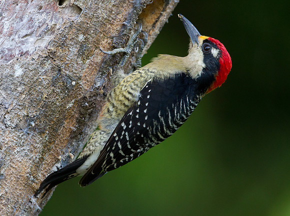 Black-cheeked Woodpecker (Melanerpes pucherani)