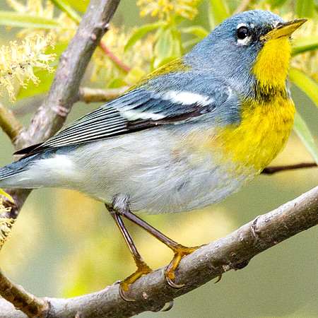 Northern Parula (Parula americana)