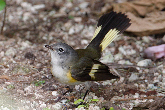 American Redstart (Setophaga ruticilla) female