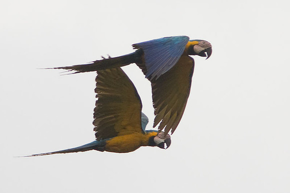Blue-and-Yellow Macaw (Ara ararauna) also known as Blue-and-Gold Macaw